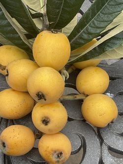 Loquat Tree 