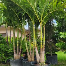 Spectacular Christmas Palms!!! Over 8 Feet Tall!!! Best Quality 