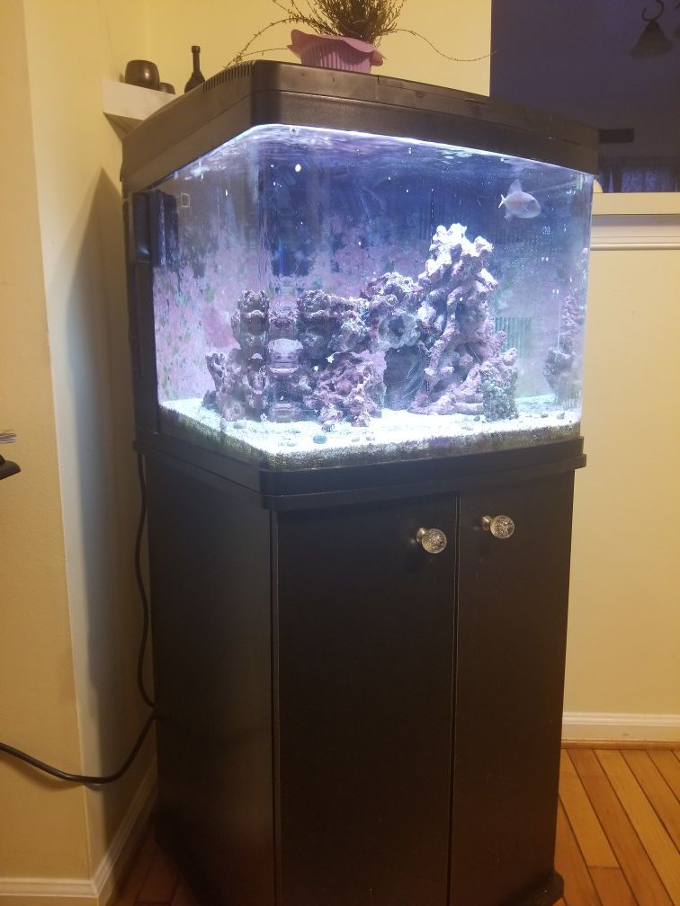 Biocube salt water fish tank