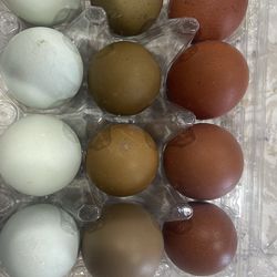 Fertile Hatching Eggs-Starting At $1