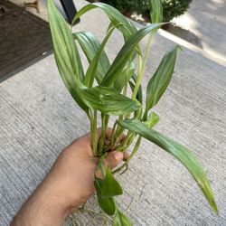 Epipremnum amplissimum