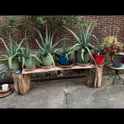 Fresh Real Aloe plant With Pot