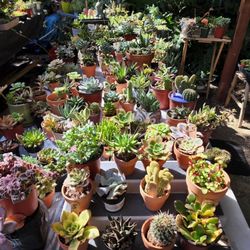 HUGE PLANT SALE ON SUNDAY 6/26 FROM 1PM TO 5PM IN SAN LORENZO