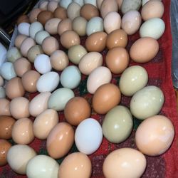 Fresh Eggs Daily🐓🍳