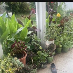 Plants Plantas