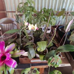 Misfit Plants $5 Sale!