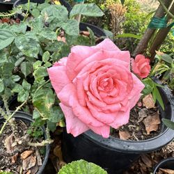 Rose Bush