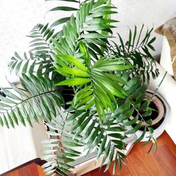 32 inches tall, beautiful, large, healthy plant in a pedestal planter.