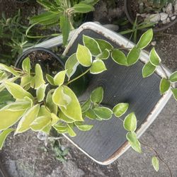 Variegated Hoya Plant 🪴 