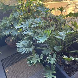 Philodendron Xanadu 15x31x15