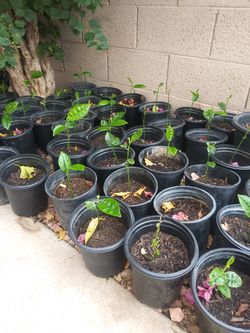 Jackfruit plants