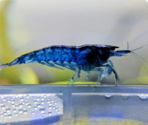 Blue Dream Mystery Shrimp