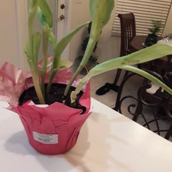 Multi Color Tulips In Weeki Wachee Spring Hill