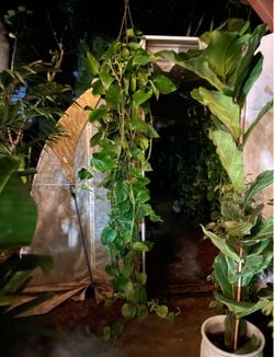 Live art plant! ~7ft (10” pot) pothos super thick stems, exact plant 95820