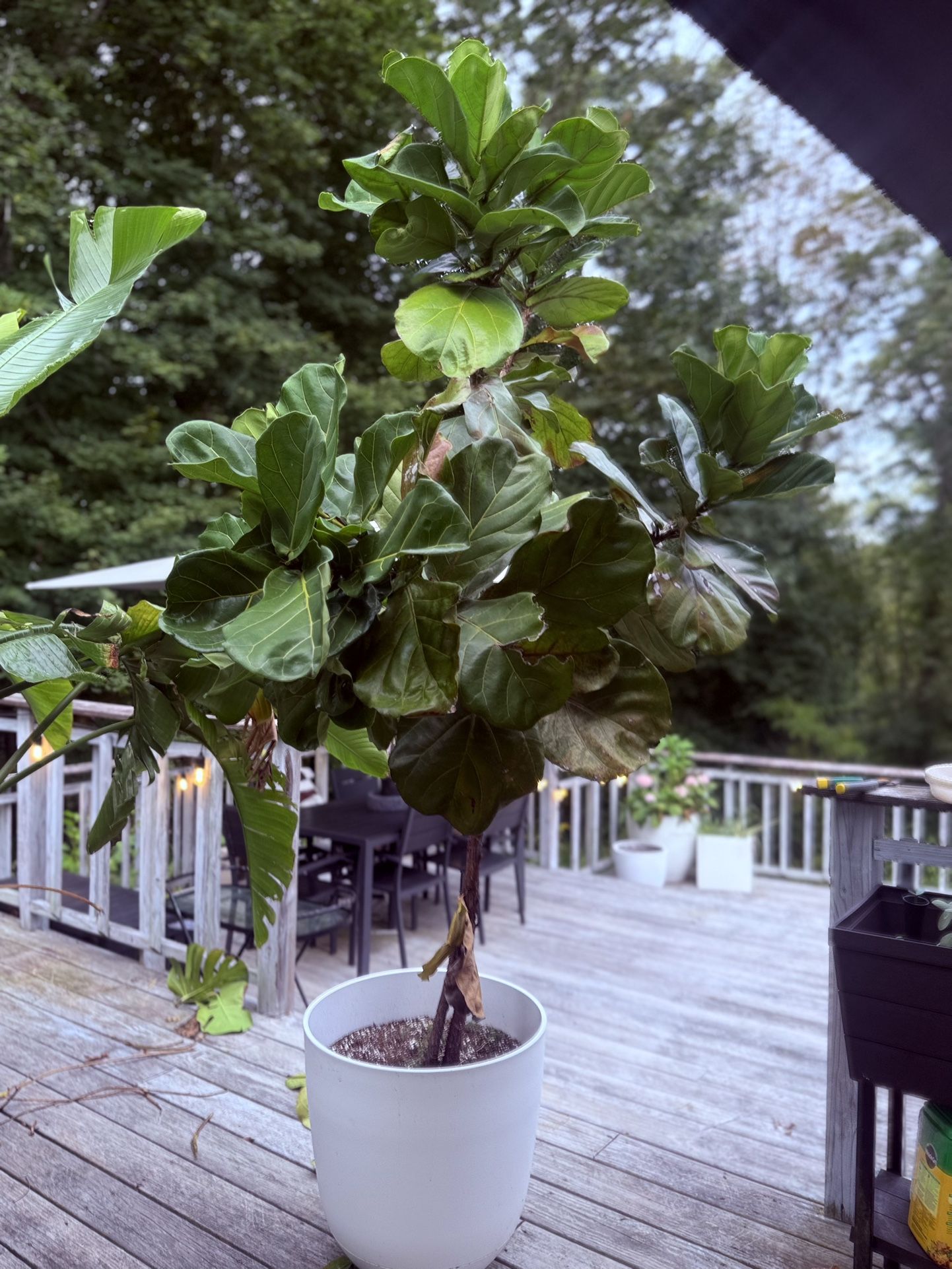 Fiddle leaf fig