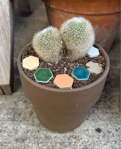 Potted cactus