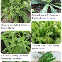Culantro Plants & more