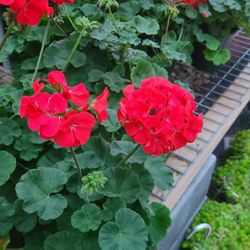 Geranios 1gallon 1ft Tall 