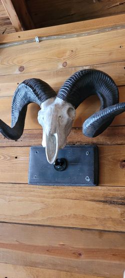 Taxidermy look