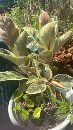 Healthy outdoor ficus and pothos in pot