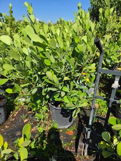 clusias podocarpus  Only  instant privacy  Hedge  for fences