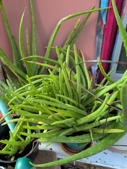 Variety of plants