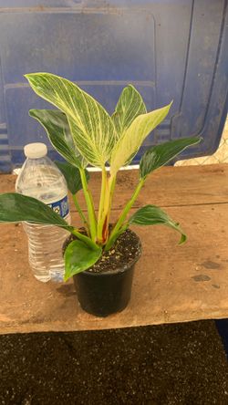 4” Philodendron Birkin