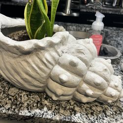 Seashell plant Pot