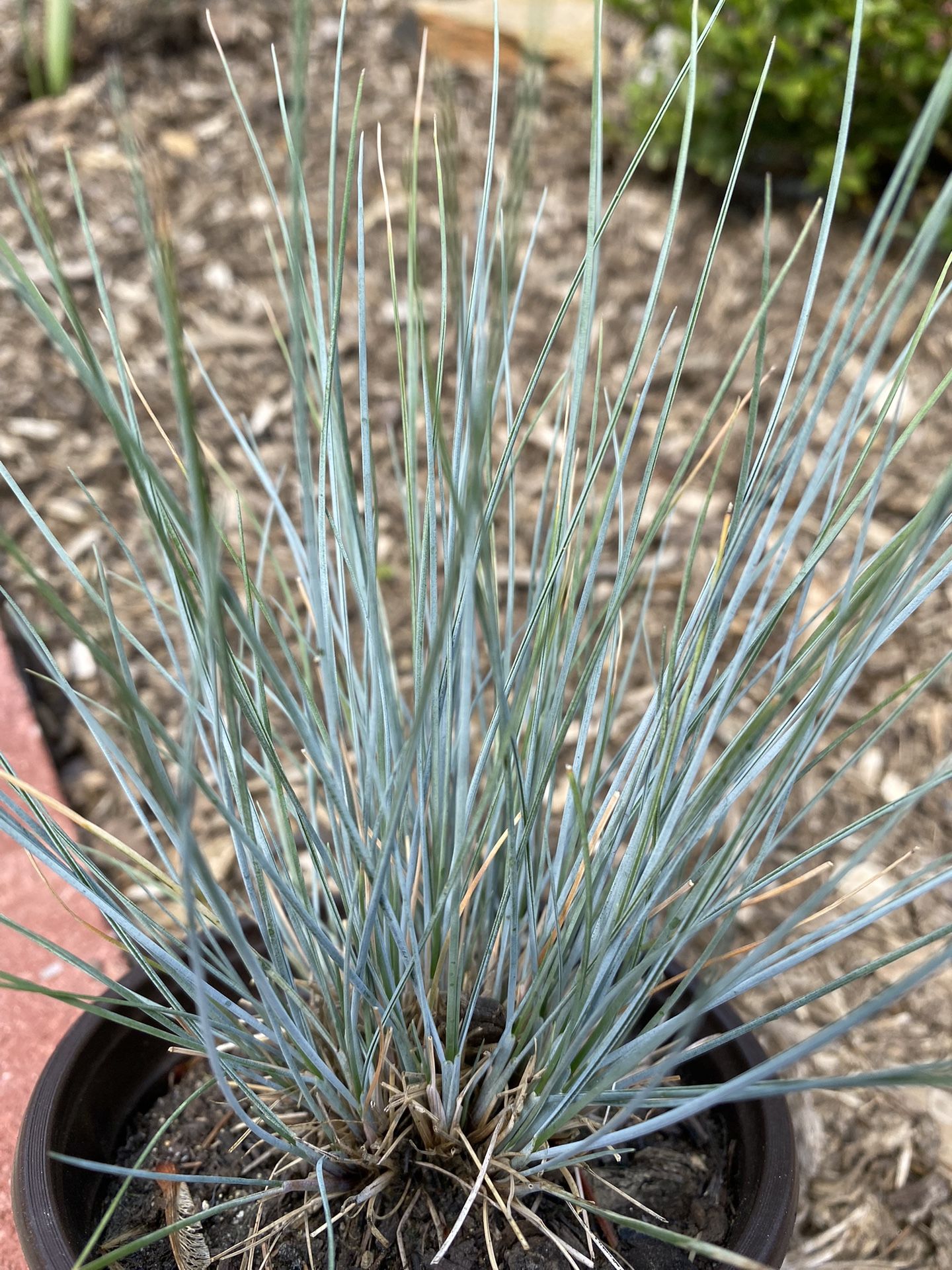 Blue fescue perennial ornamental grass plants