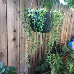 Suculenta, Cadena DeBananas