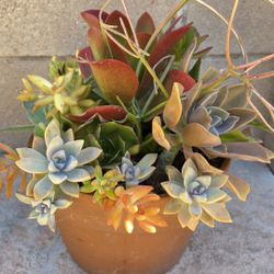 Decoration Suculents Plants Mix 