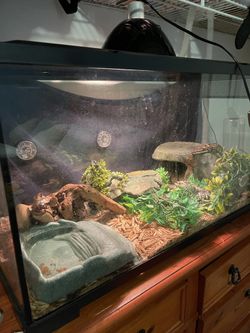 Reptile terrarium