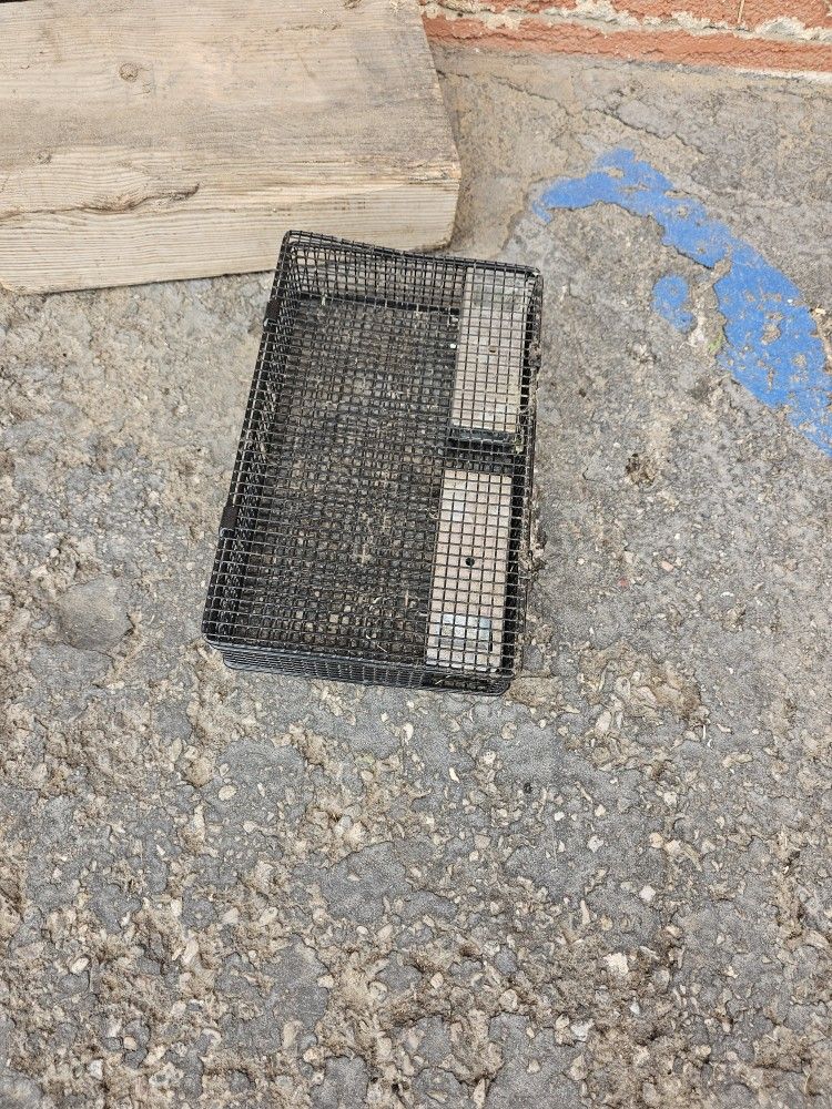 Kikirikis $40 c/u