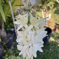 Double Mexican Tuberose 1gal