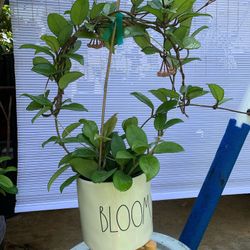Hoya BLOOMING 