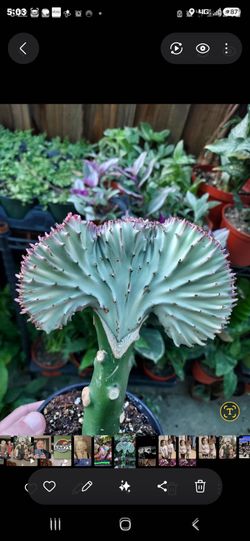 PLANT SALE SUNDAY AND THIS WEEK. NOON TIL 3PM IN SAN LORENZO