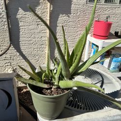 ALOE VERA SUCCULENT 