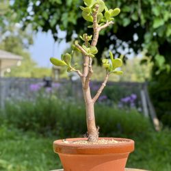 Jade Pre Bonsai