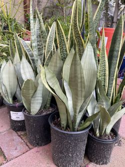 Snake Plant (several To Choose From) 1 Gallon , Moonshine Snake Plant