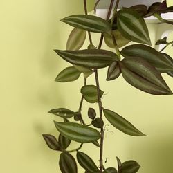 Tradescantia zebrina – Inch Plant 🪴