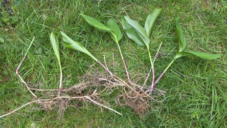 Lilly Of The Valley Bare Root