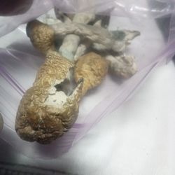 Mushrooms - Golden Caps