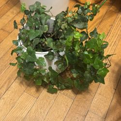 Indoor Ivy