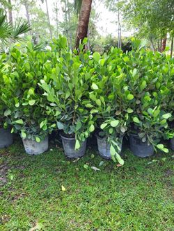 Clusia 7g Full