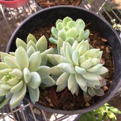 Succulent