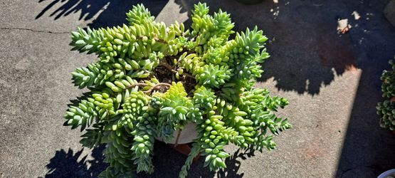 Cute succulent plants
