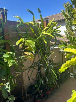 Very mature extra large red and white dragon fruit plants