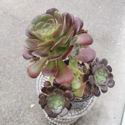 Beautiful  Purple aeonium tree rose succulent many heads  only 1 hurry