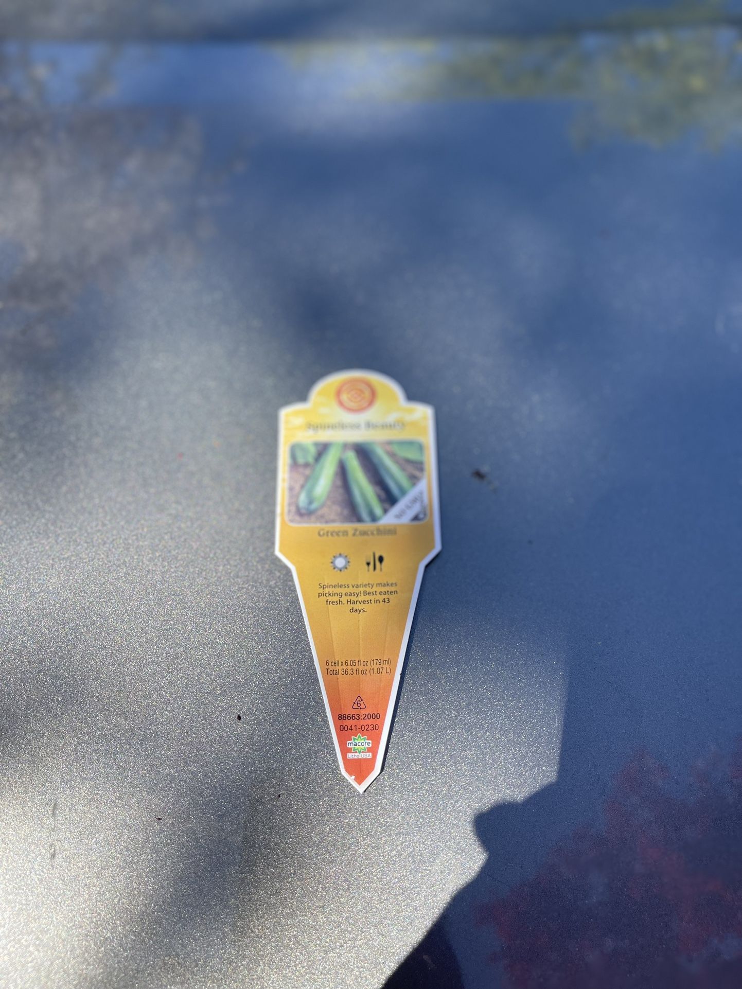 Green zucchini, 2 Plants In 6 Inches Pot