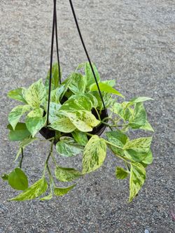 Marble Queen Pothos Plant 8" pot